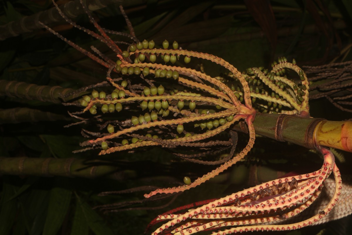 Pinanga coronata (Blume ex Mart.) Blume